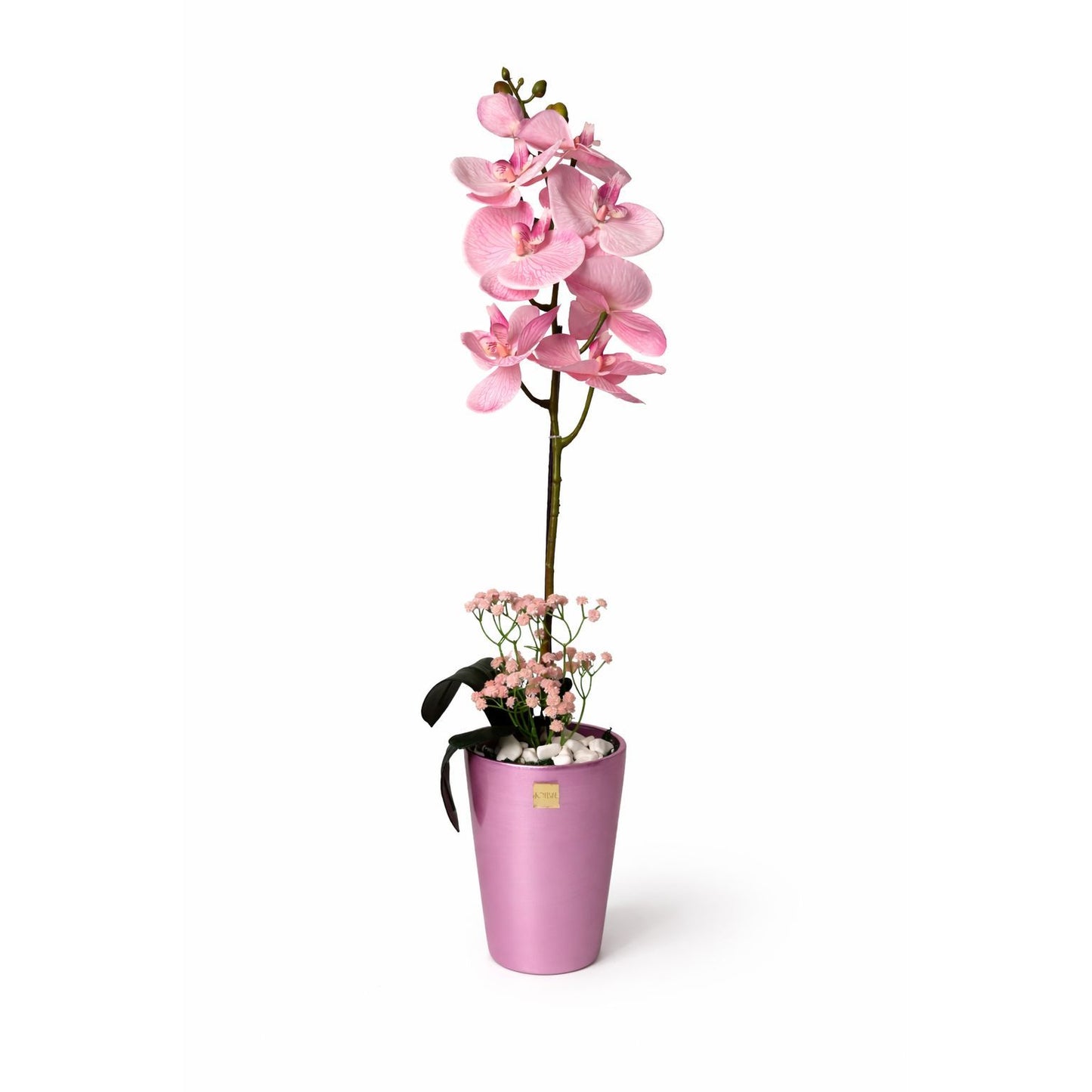 Blush Grace Orchid