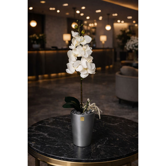 Ivory Grace  - White Orchid